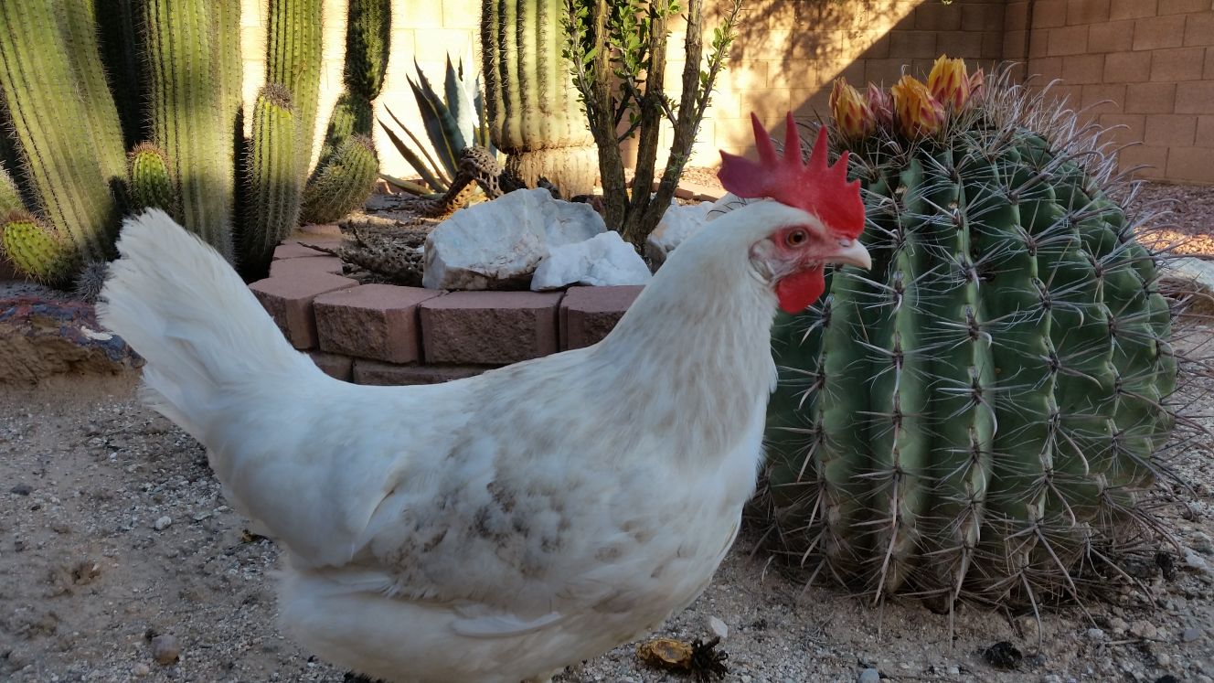 Readers show their chickens